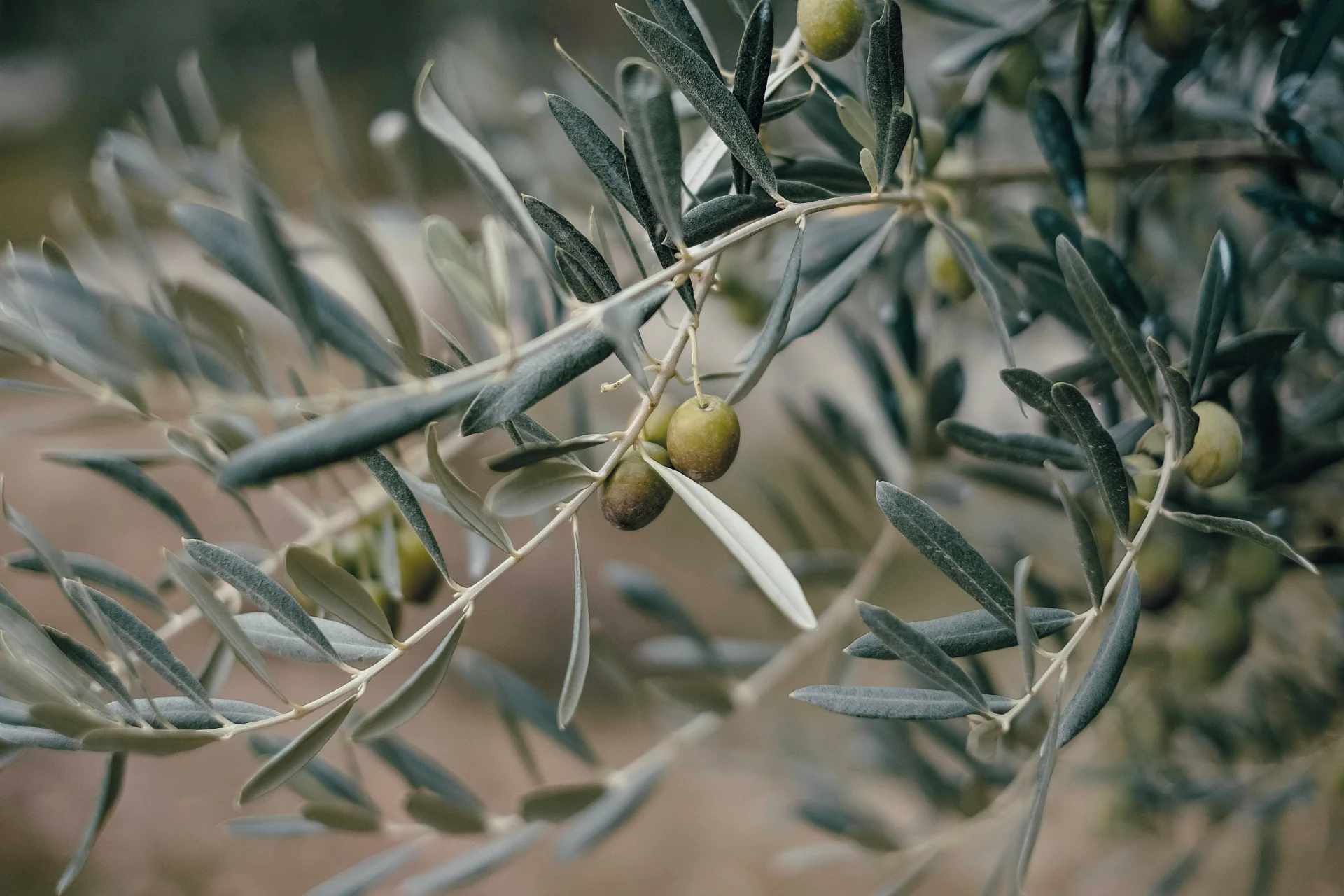 Olivenzweig mit zwei Oliven